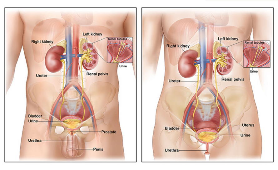 pelvis ve üreter