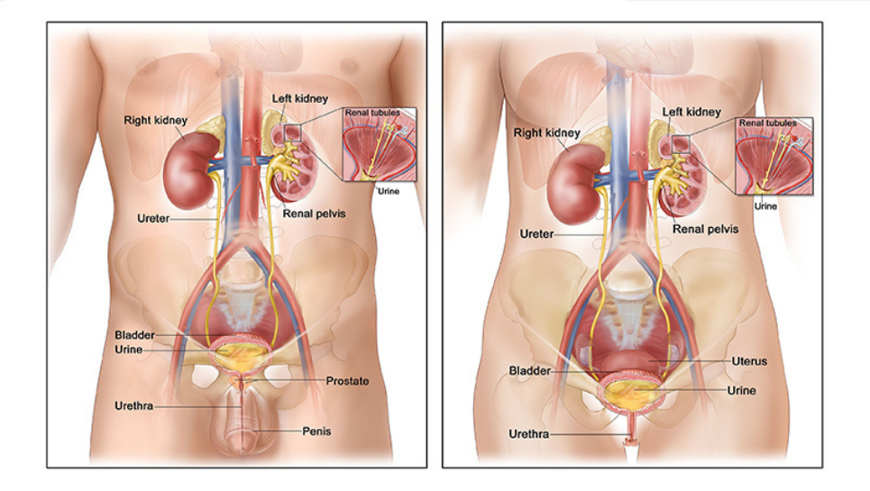 pelvis ve üreter